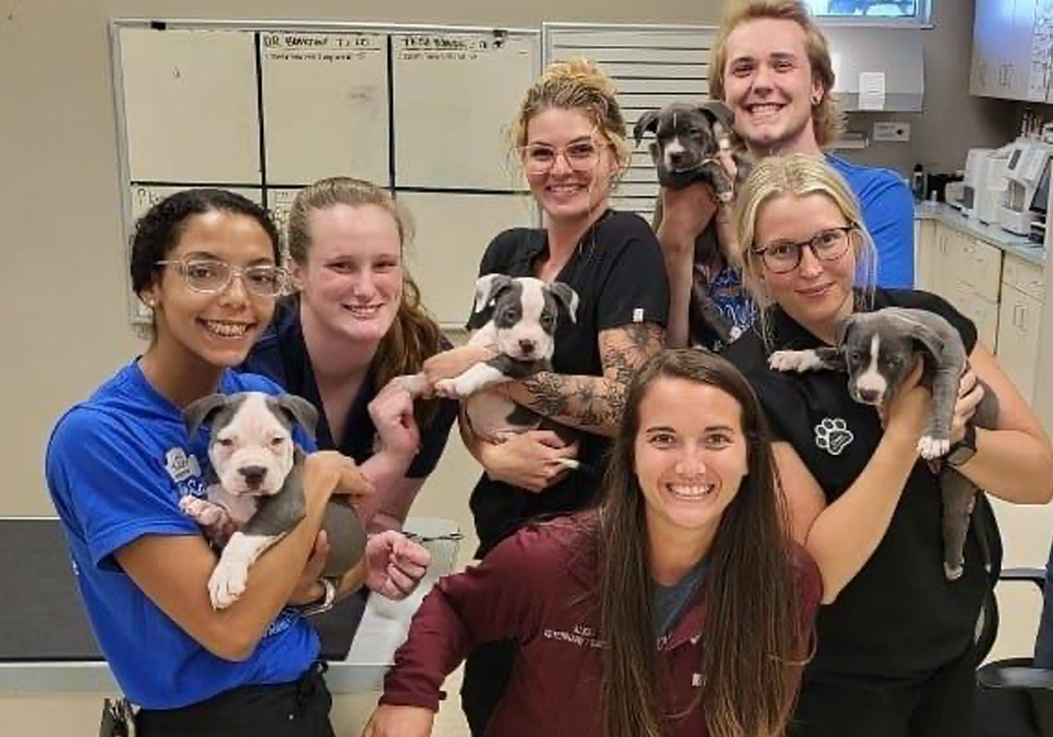 Staff Holding Puppies