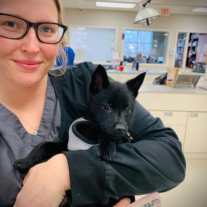 Tech Holding Small Black Dog