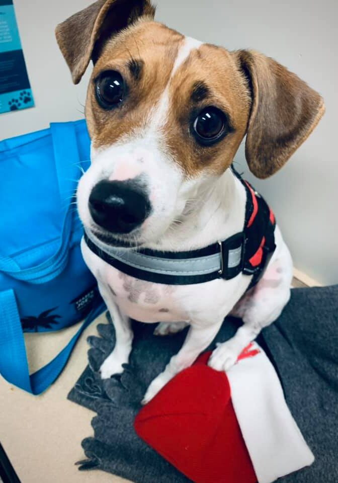 Young Terrier On Exam Table